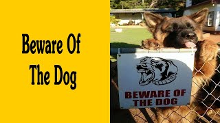 The ‘Dangerous’ Dogs Behind ‘Beware Of Dog’ Signs [upl. by Adalie659]