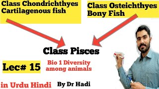 Class Pisces or Class Chondrichthyes and osteichthyes bony fish and cartilaginous fish [upl. by Boehike]