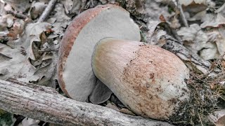 Precoci estatini Boletus reticulatus [upl. by Etteniotnna921]