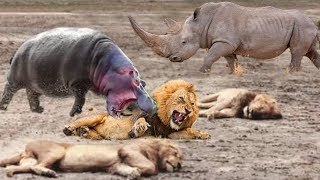 Family Hippo Attack Crazy Lion Hunting Powerful Rhino vs Lion  Real Fight Wild Animal Attacks [upl. by Larisa]