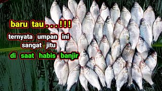 Cara Pasang Umpan Magot Agar Cepat Di Sambar Ikan Tawes Sirip Merah  Mancing Di Kota Solo [upl. by Tecla]