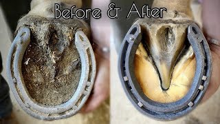 SATISFYING HORSE HOOF RESTORATION [upl. by Ecienahs]