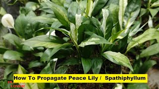 How To Propagate Peace Lily  Variegated Spathiphyllum Plant  Plants Lover [upl. by Soma]