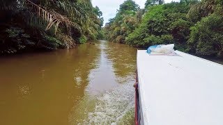 2017 Boat trip from Tortuguero to La Pavona in Costa Rica [upl. by Doowron]