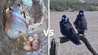 Kestrel vs Jackdaw  Brutal Fight To Defend 6 Kestrel Bird Eggs  Mr amp Mrs Kes  Robert E Fuller [upl. by Ynafets]