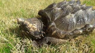 Macrochelys temminckii walking  andando [upl. by O'Brien]