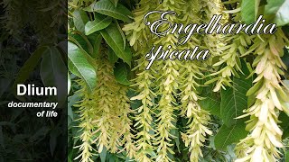 Sawa Engelhardia spicata  part 2 [upl. by Eveam]