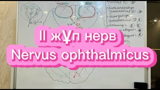 Неврология  2 жұп нерв  Көру нерві  Nervus ophthalmicus  бұзылыстары [upl. by Eido]