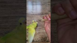 Hand Feeding a Hungry Baby Bird birds [upl. by Nicodemus]