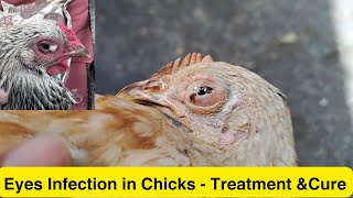 Eye infections in Chickens  Chicken Eyes Disorders Treatment  PoultryFarming at Home [upl. by Trixy508]