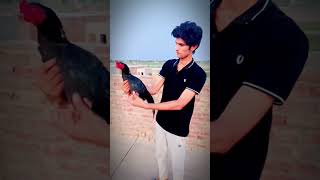 mushka btand name the breed  trending aseelmurga birds shorts youtubeshorts viral [upl. by Gennaro712]