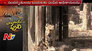 Tiger Jumps to Flees Enclosure at Nehru Zoological Park  Hyderabad [upl. by Chemush]