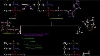 Glycerophospholipid Synthesis Part 4 of 4  Eukaryotes [upl. by Asseniv]