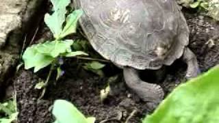 Rhinoclemmys pulcherrima incisa Honduran Wood Turtle [upl. by Synned343]