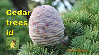 Tree ID Cedars  Cedrus  includes Cedar of Lebanon Deodar cedar atlantic or Atlas Cedar [upl. by Lrub]