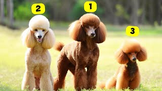 7 TYPES OF POODLES [upl. by Tnayrb]