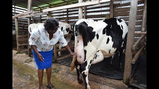 Elburgon dairy farmers form feeds company to cut cost of production [upl. by Thacker]