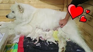 SAMOYED DOG GIVING BIRTH TO 12 PUPPIES birth vlog [upl. by Martreb]