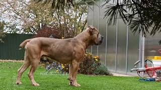 Pabloformentinoblue fawn Cane Corso Stud [upl. by Soo]