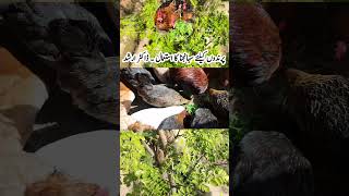 Moringa for Poultry Birds  Pets Growth Promoter  Poultry Nutrition  Dr ARSHAD [upl. by Beyer552]