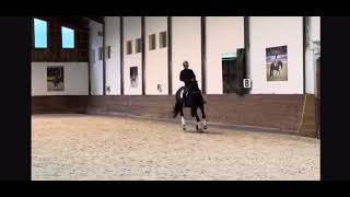 Black Stage  Dutch Dressage Horse from Holland for Sale [upl. by Cassidy]