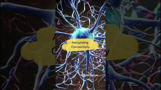 neurons and how they work neurons class 12  neurons animation  BrainFactsorg [upl. by Davilman]