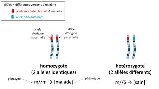 Comment démontrer quune maladie héréditaire se transmet de manière récessive [upl. by Nancey]