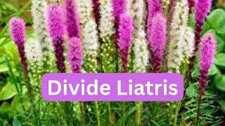 How To Divide Liatris Blazing Star Gayfeather [upl. by Avan]