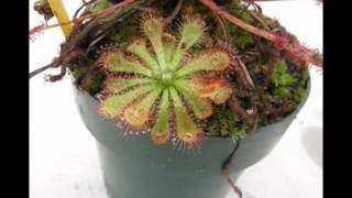 Drosera spatulata timelapse [upl. by Ellehsor]