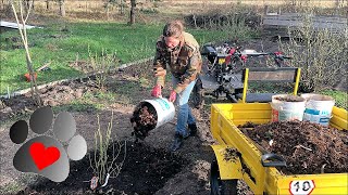 Planting Highbush blueberry Sun hail and the first thunder [upl. by Gnouv]