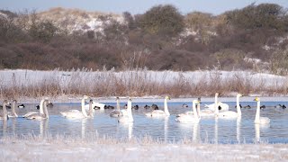 Whooper Swans Calling [upl. by Yssenhguahs]