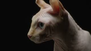 Discover the Mysteries of Hairless Cats cat hairlesscats [upl. by Tocs216]