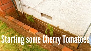 Starting some Cherry Tomatoes 031715 High Density Espalier Gardener [upl. by Rednav36]