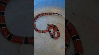 Hoje uma visitante especial passou por aqui Uma Coral verdadeira Micrurus corallinus reptiles [upl. by Odette776]