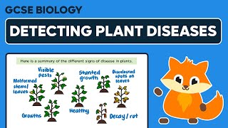 Detecting Plant Diseases  GCSE Biology [upl. by Cassy]