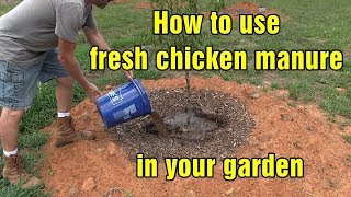 How to use fresh chicken manure in your garden and chicken update [upl. by Hesky]