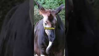 Okapi Secrets of the African facts animals wildlife nature adventure curiosity [upl. by Danette]