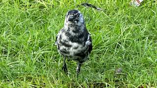 Rare leucistic jackdaw spotted at Alton Towers  British Wildlife [upl. by Ennahoj705]