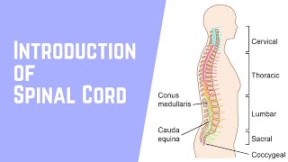 Introduction of Spinal Cord  Human Anatomy volume 4 [upl. by Attelrac]