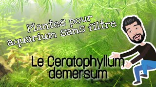 Les plantes pour aquarium sans filtre  Le Ceratophyllum demersum [upl. by Ahsimaj]