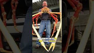 This is the giant spider crab or king crab 🦀🌊👑 spidercrab kingcrab shortsfeed [upl. by Maril]