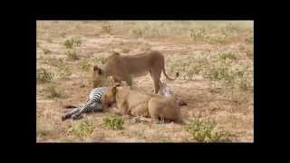 Unpredictable fight between lions and zebras  Saruni Samburu [upl. by Eimmas]