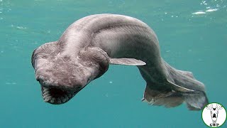 quotThe Frilled Shark A Living Fossil from the Deepquot [upl. by Donielle]