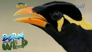 Born to be Wild The repatriation of a Philippine Talking Mynah [upl. by Nixon]