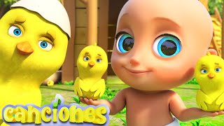 🐤🐥Los Pollitos Dicen Pio Pio  ¡Canciones Infantiles LooLoo [upl. by Jarlen]