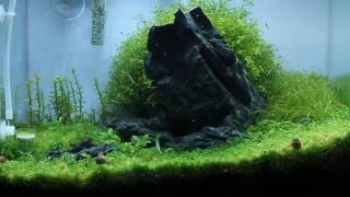 Nano Iwagumi Aquascape quotBehind the Hillquot ADA Mini M  Step by Step [upl. by Bennink]