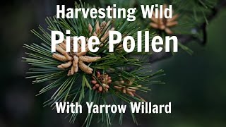 Harvesting Wild Pine Pollen  Harmonic Arts [upl. by Aillicsirp]