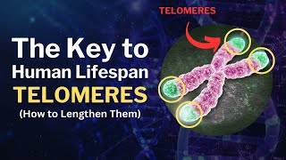 The Secret to a Longer Life Simple Steps to Extend Your Telomeres [upl. by Eihcir264]