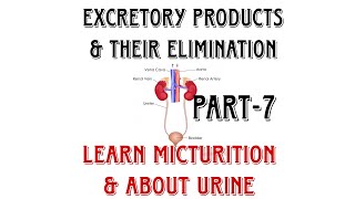 LEARN MICTURITION amp URINE Excretoryproductsamptheireliminationclass11neetcbsehumanphysiologyyt [upl. by Ardnassela723]