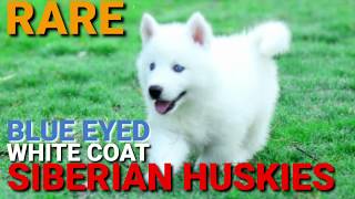 White Siberian Husky Puppies Blue Eyes Rare Huskies Blue Eye Husky Puppy White Siberian Husky [upl. by Meli]